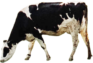 MilkCow_1 1