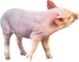 Pig_1