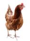 chiken 1