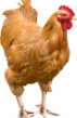 chiken3