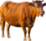 cow3_small